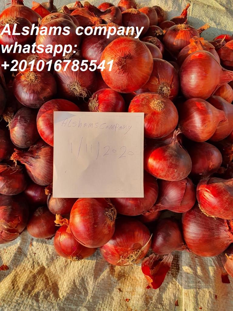 Product image - We are Alshams company for general import and export.  
Our Red onions from Egypt  , we also have all agricultural crops
You can order directly from the station , whether container or more containers
packing :  25 kg ber bags or another , anything is possible!
We are pleased to receive your request and inquiries via e-mail
alshams.info@yahoo.com 
or via whatsapp:+201016785541
